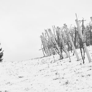 Albi & Ana Winery, Dolenjska, Slovenia