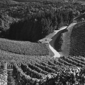 Albi & Ana Winery, Dolenjska, Slovenia