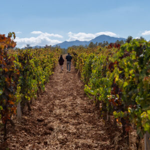 Attica Estate