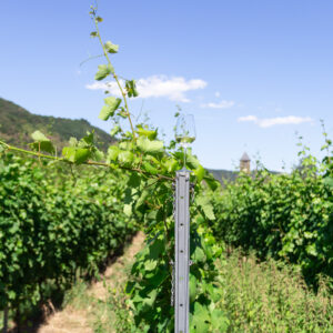 Kloster Ebernach Winery