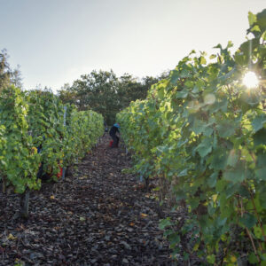 Kloster Ebernach Winery