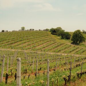 Attica Estate