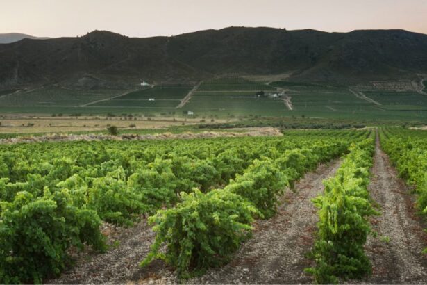 Bodegas Carchelo