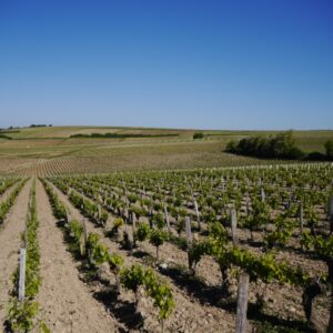 Vignes plateau